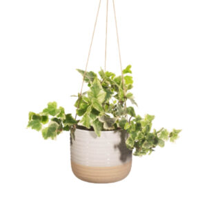 Rustic White Half Glazed Hanging Planter
